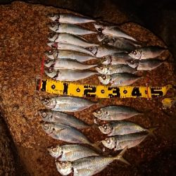 フロートアジング爆釣