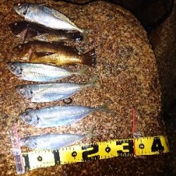 今週もフロートアジング