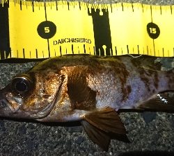 2020年初メバリング