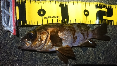 2020年初メバリング