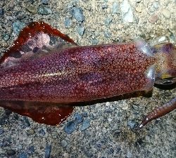 ヤリじゃなくケンサキ！