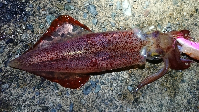 ヤリじゃなくケンサキ！