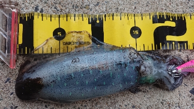 新年デイエギング