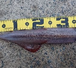 今シーズン初ヤリイカ