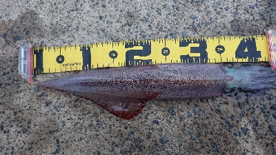 今シーズン初ヤリイカ