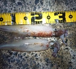 ヤリイカエギング