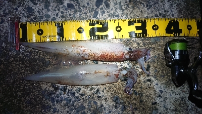 ヤリイカエギング