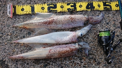 朝マズメ、ヤリイカ狙い