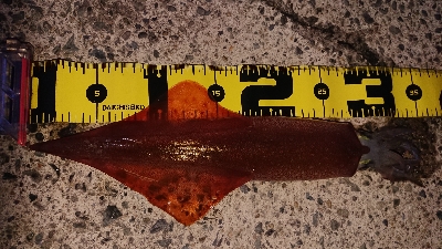 朝マズメ、ヤリイカ狙い