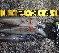 ヤリイカエギング