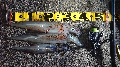 ヤリイカエギング