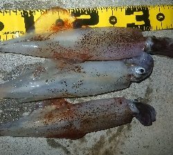 仕事終わりヤリイカ狙い