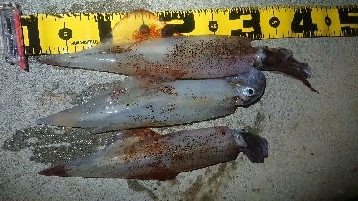 仕事終わりヤリイカ狙い