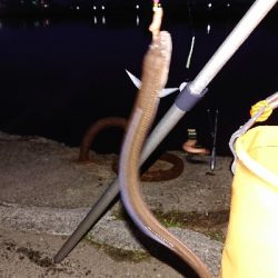 令和 2年  初釣り