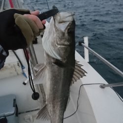 ボートシーバス！