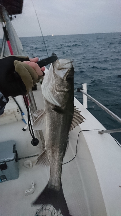 ボートシーバス！