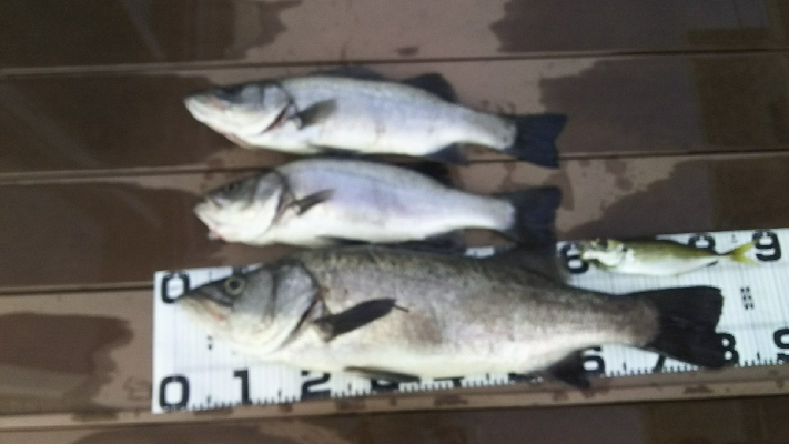 ランカー出ました！