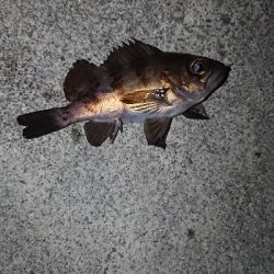 短時間のジアイ