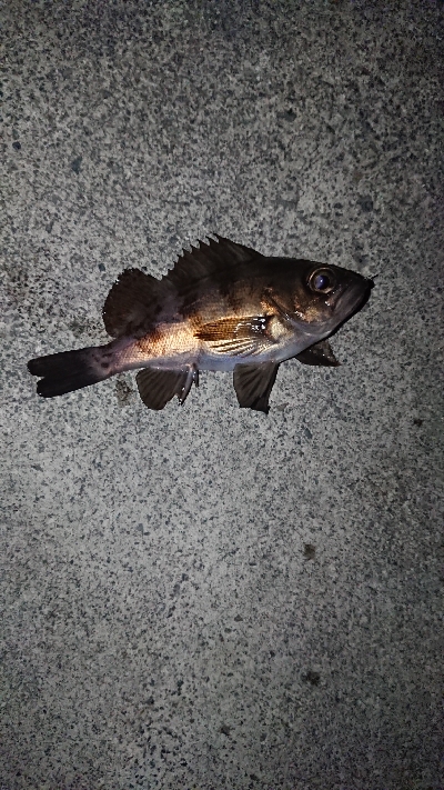 短時間のジアイ