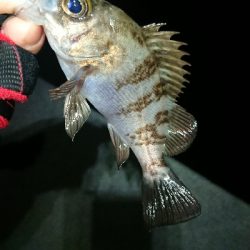 フロートゲーム