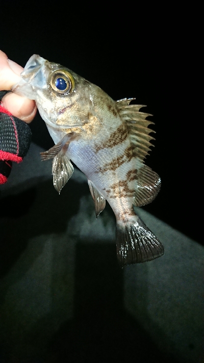 フロートゲーム