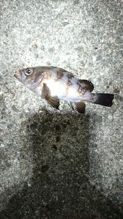 フロートゲーム