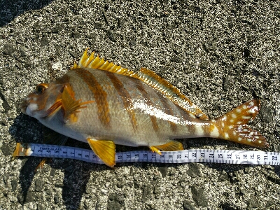 宇佐の中堤防で釣り初め