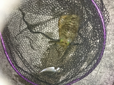 今年初のアオリちゃんGET！