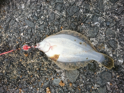 あまりエサ片手にカレイGET！