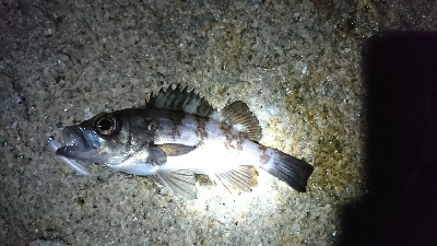 メバリング 今年初