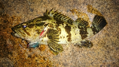 干潮、シャローはガシラばかり…