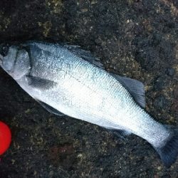 今年初、爆風サラシのヒラスズキ釣り