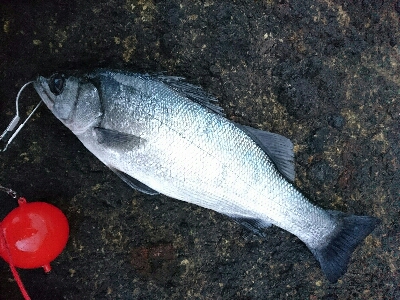 今年初、爆風サラシのヒラスズキ釣り