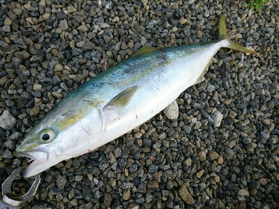 今年初の青物ようやくゲット❗…