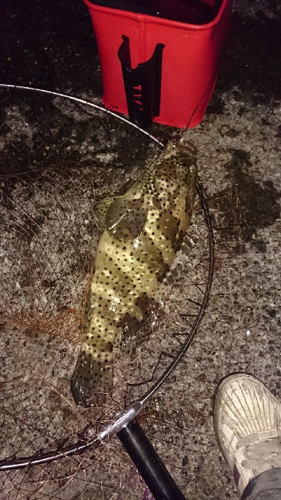 2020年クエ釣り(港)