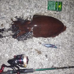 2020年度初シャクリ