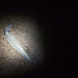 今季初ヤリイカ釣行