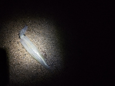 今季初ヤリイカ釣行