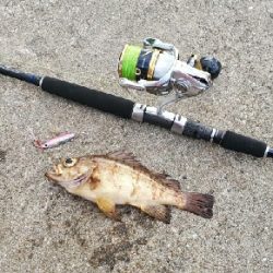 ロックフィッシュ