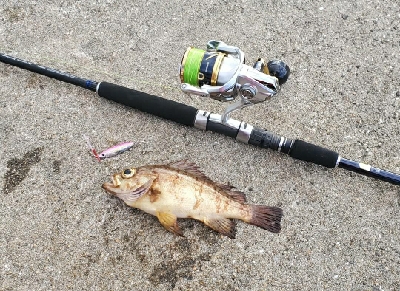 ロックフィッシュ