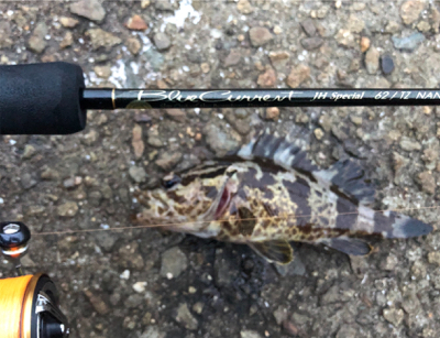 メバリング（ガシリング⁈）