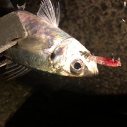 釣り納めライトゲーム