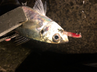 釣り納めライトゲーム