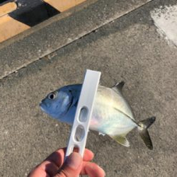 丹生川かこうにてさ