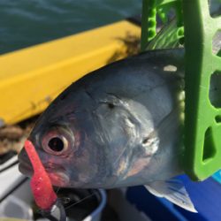 新魚種第三弾 そして釣り納め