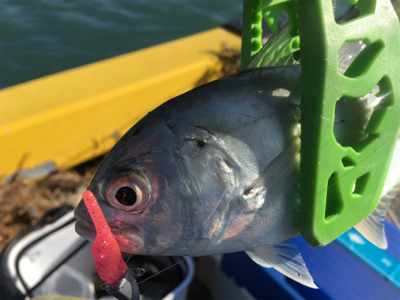 新魚種第三弾 そして釣り納め