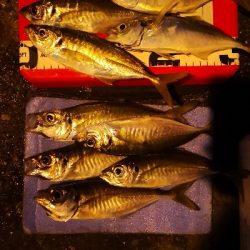 アジング練習  91