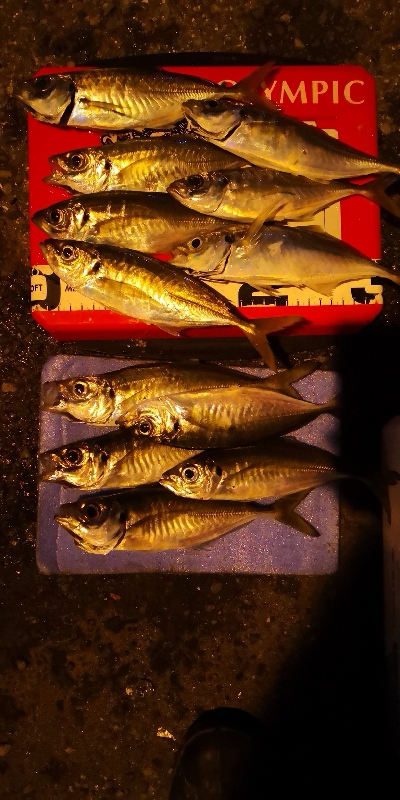 アジング練習  91