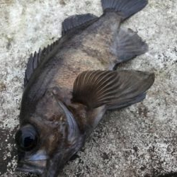 釣納めにメバル