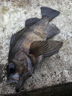 釣納めにメバル